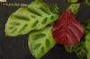 Calathea wiotii
